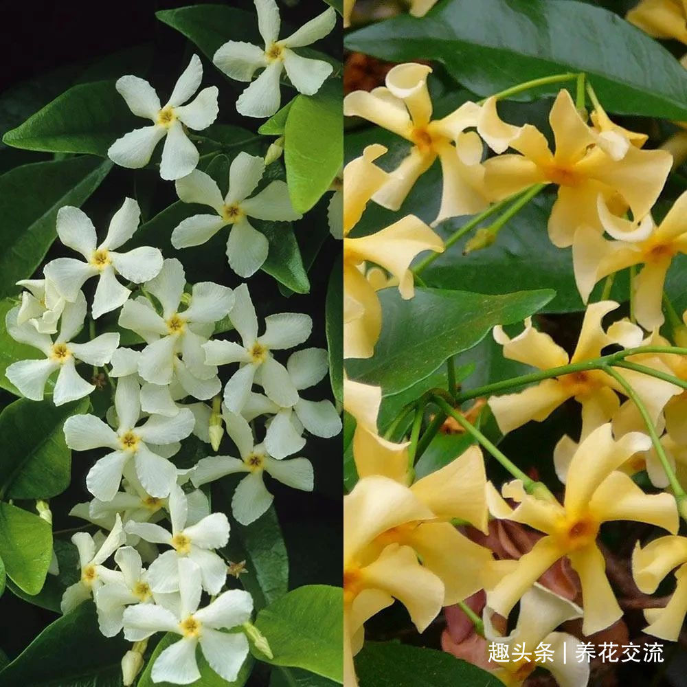 耐寒|13种耐寒的盆栽花卉，零下20多度可存活，大部分南方也能种