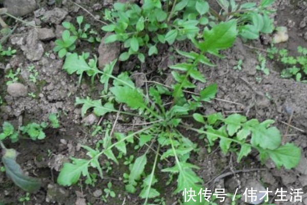 灰灰菜|农村漫山遍野都是的野菜,钙含量堪比牛奶,农村娃从小吃到大