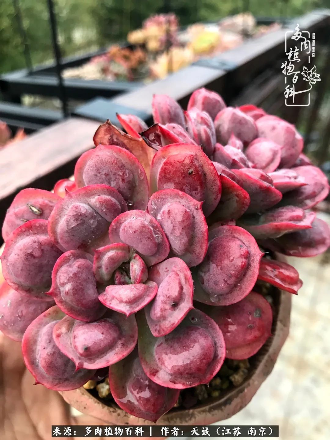 又到多肉最美季,用心去发现身边的美好!