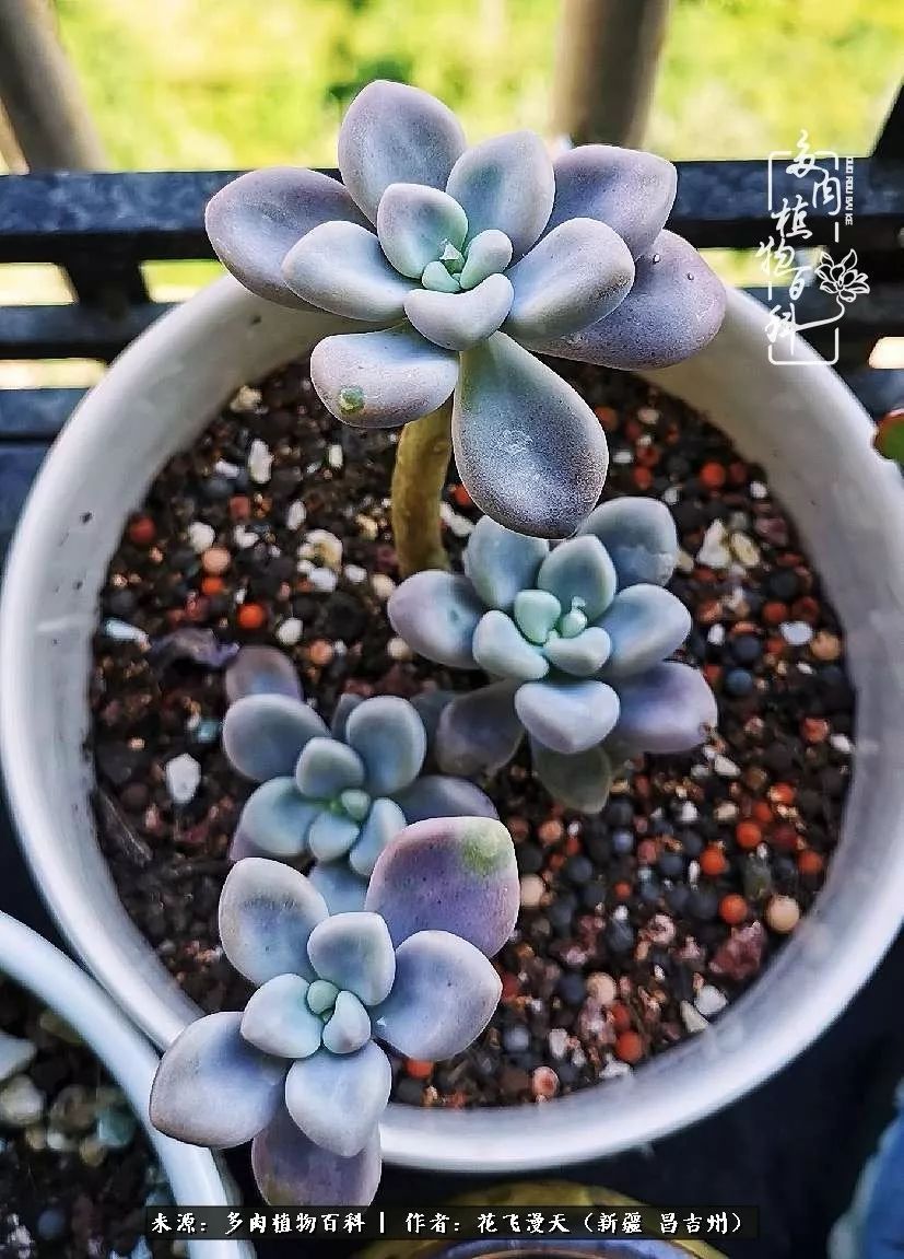 对多肉是发自内心的喜欢，心甘情愿被它们俘虏！