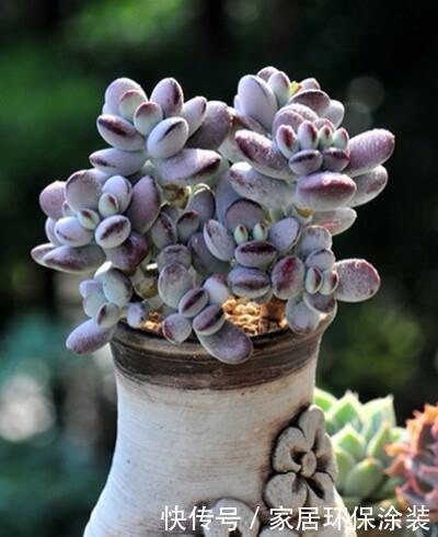 福娘|捡了一棵“秃顶”的多肉乒乓福娘，养2年完美逆袭，美呆了