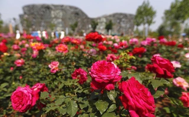 月季和玫瑰傻傻分不清掌握这“6点”后，绝对能分清