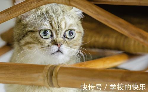 |幽默笑话:又是中秋节。是吃螃蟹的好季节。这个时间大闸蟹特别肥