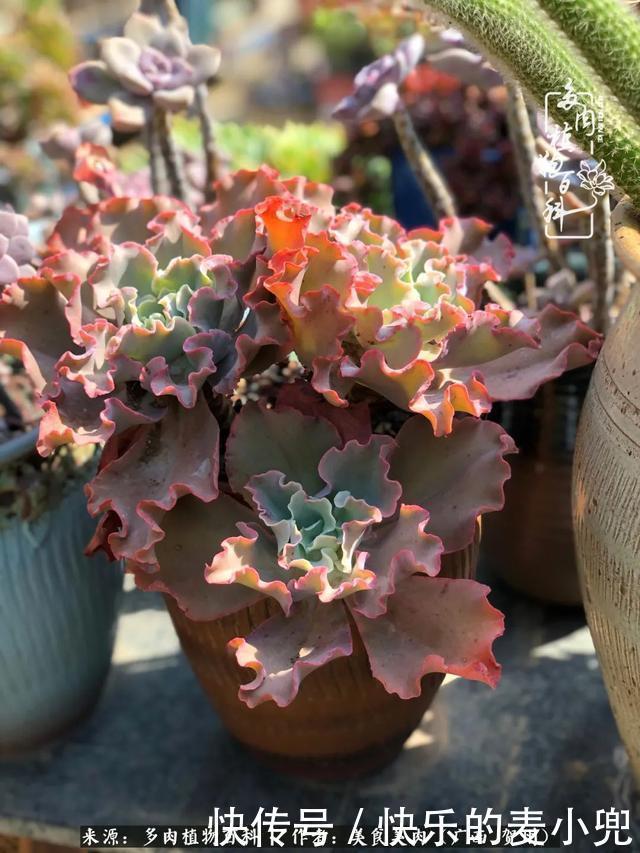多肉,一位来自神奇大自然的良师益友!
