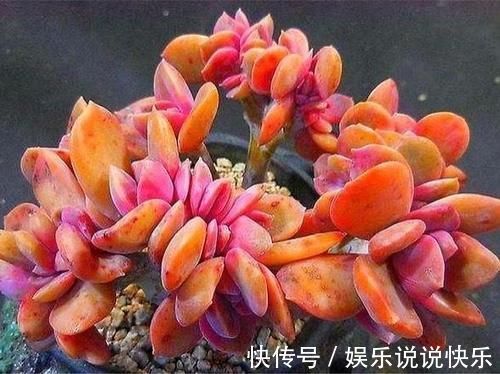 精致版|多肉彩虹糖,精致版的紫乐,容易上色喜欢群生,新手也可以放心养
