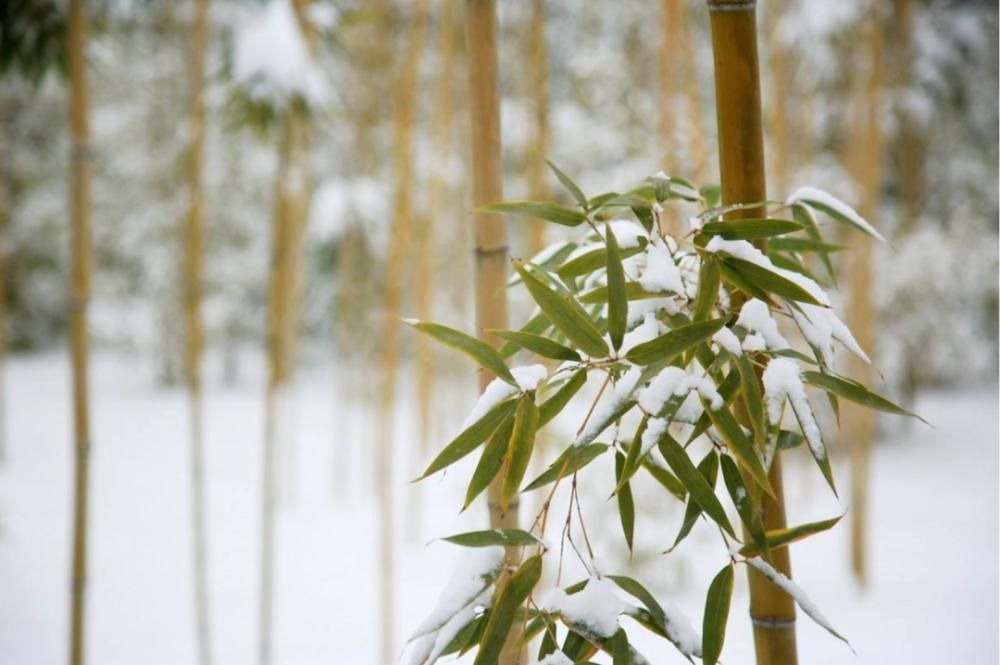  冬日|雪中竹，就是最美的冬日风景！