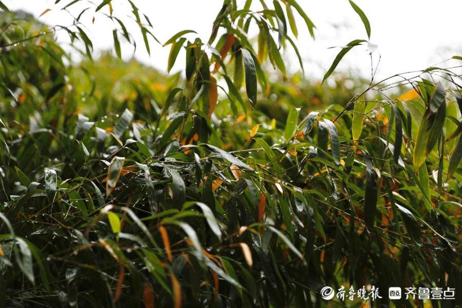 齐鲁壹点|壹图集丨立冬初雪飘，泰山红门别样美