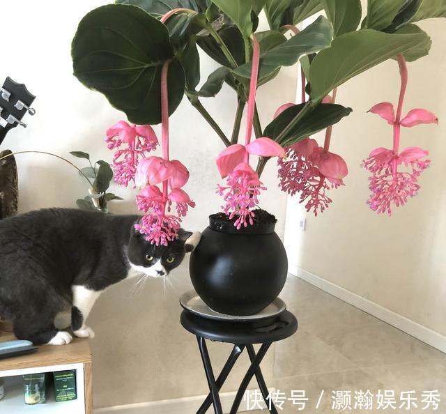 13种“昂贵花”,开花魅力无穷,可价格太高,养得起的人非富即贵