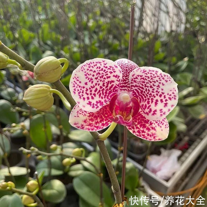 红火好养的“喜庆花”,现在买不吃亏,下个月价格翻两倍