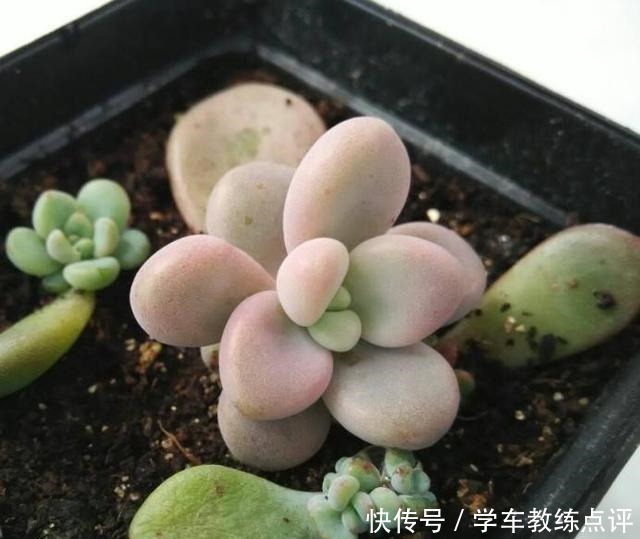 扦插|多肉植物叶片扦插不生根教你1招，生根快，小苗“噌噌”变中苗！