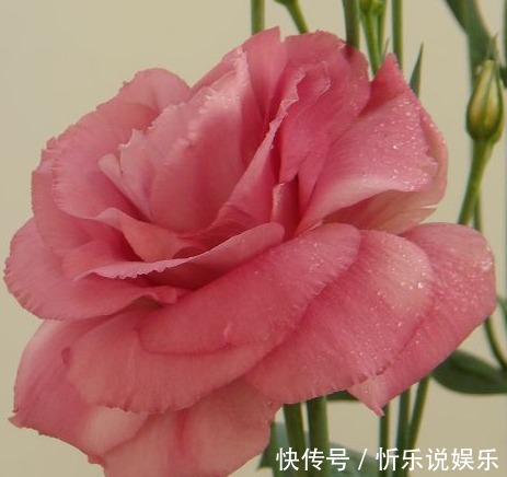 播种|这2种花比月季还好看,比绿萝还好养,你家有养吗