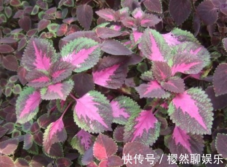 名菊|喜欢菊花,不如养盆“稀品名菊”东莞红,娇艳多姿,花色艳丽!