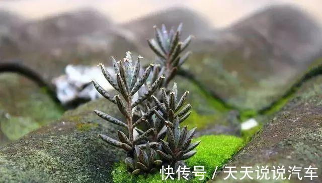 养不死的多肉排名,入坑必选,普货练手不怕浪费