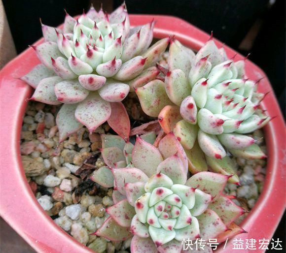 浇灌|往多肉盆里撒把这些东西,不烂根,爆盆又爆仔