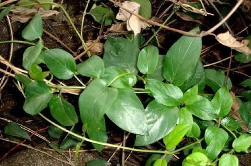 入药|农村有一种奇怪的草,叫鸡屎藤,入药主治黄疸肝炎、脚湿肿烂