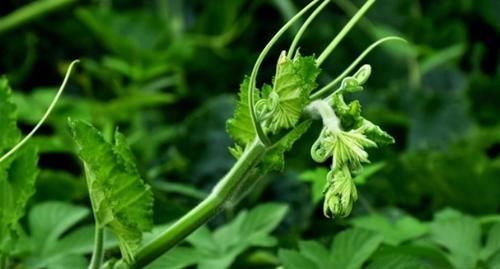 张医师|女性到了中年，常吃3种食物，滋阴补肾，延缓衰老，增强体质