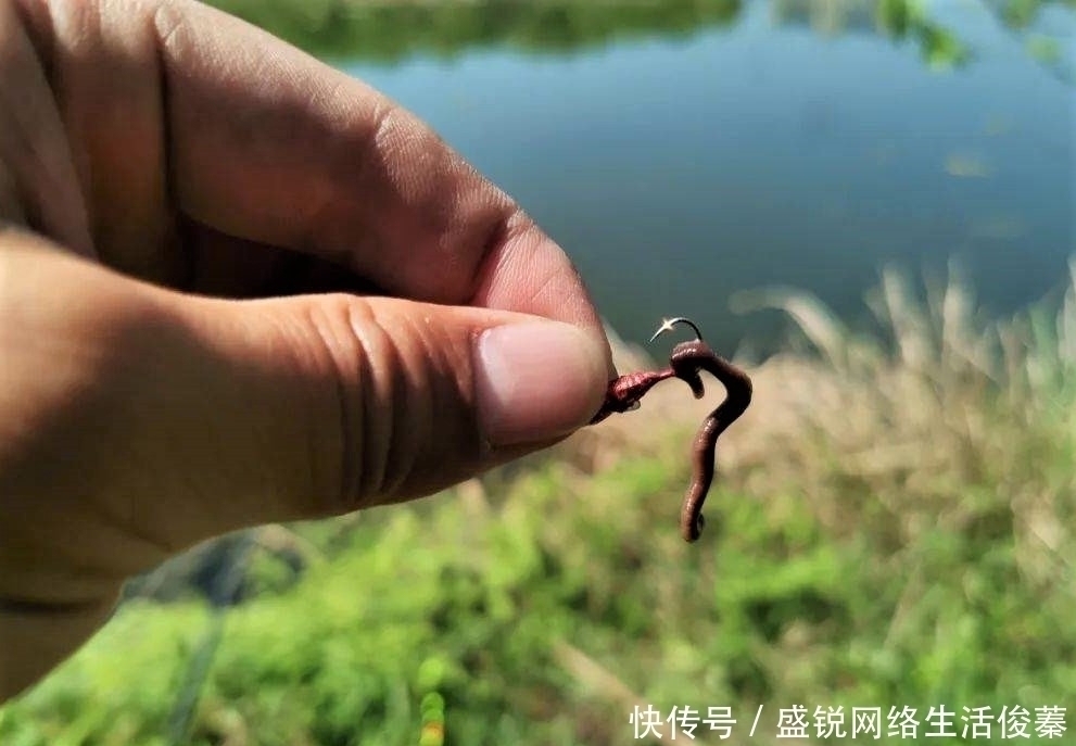 馒头|用馒头也可钓鱼？什么情况下用红虫、蚯蚓、玉米作钓，效果更好？
