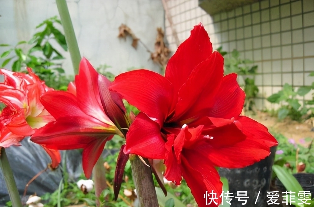 朱顶红为何惹人喜爱?养过才明白有多美!养好朱顶红的3要素总结