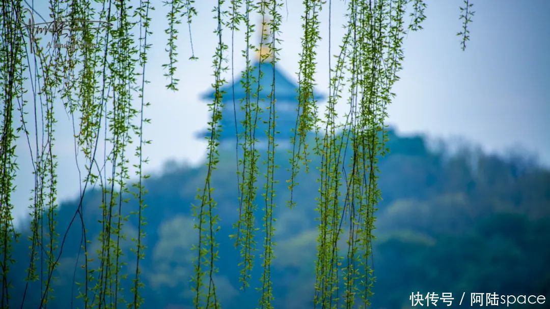 闲游雨后清晨的苏堤，感受“春眠不觉晓”的诗情画意