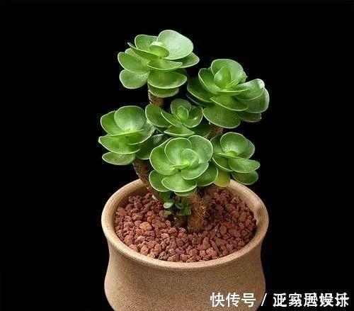 8款颜值奇高的多肉植物,第4盆最好养,第5盆好多人见了就想掐