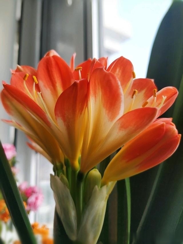 花友们|君子兰最爱“3种肥”,很好找,10天追一次肥,入秋开花翻一倍