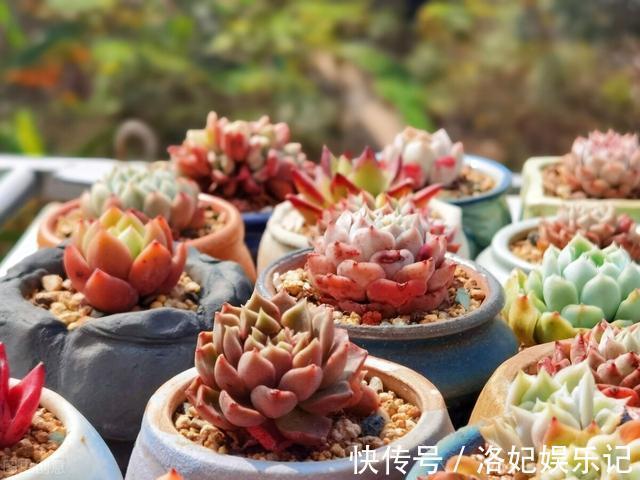 施肥|杨阿姨家的多肉15天浇一次生长水，3个月大变样，成就感满满
