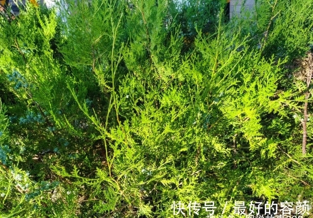 扁柏|旅行识花,它开花像花又似果,墓地陵园最多却少有人见过它