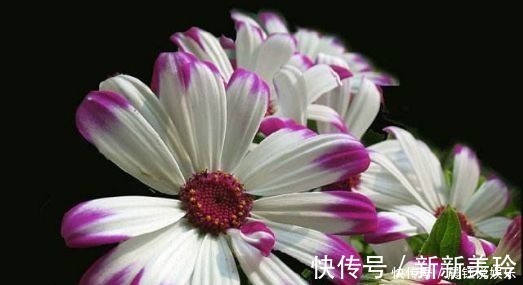 4种花号称开花劳模，花期全年，好看又好养，很值得拥有，美极了