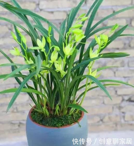 此款素心的兰花,颜值高香味清新,现在养一盆,邻居看了都羡慕