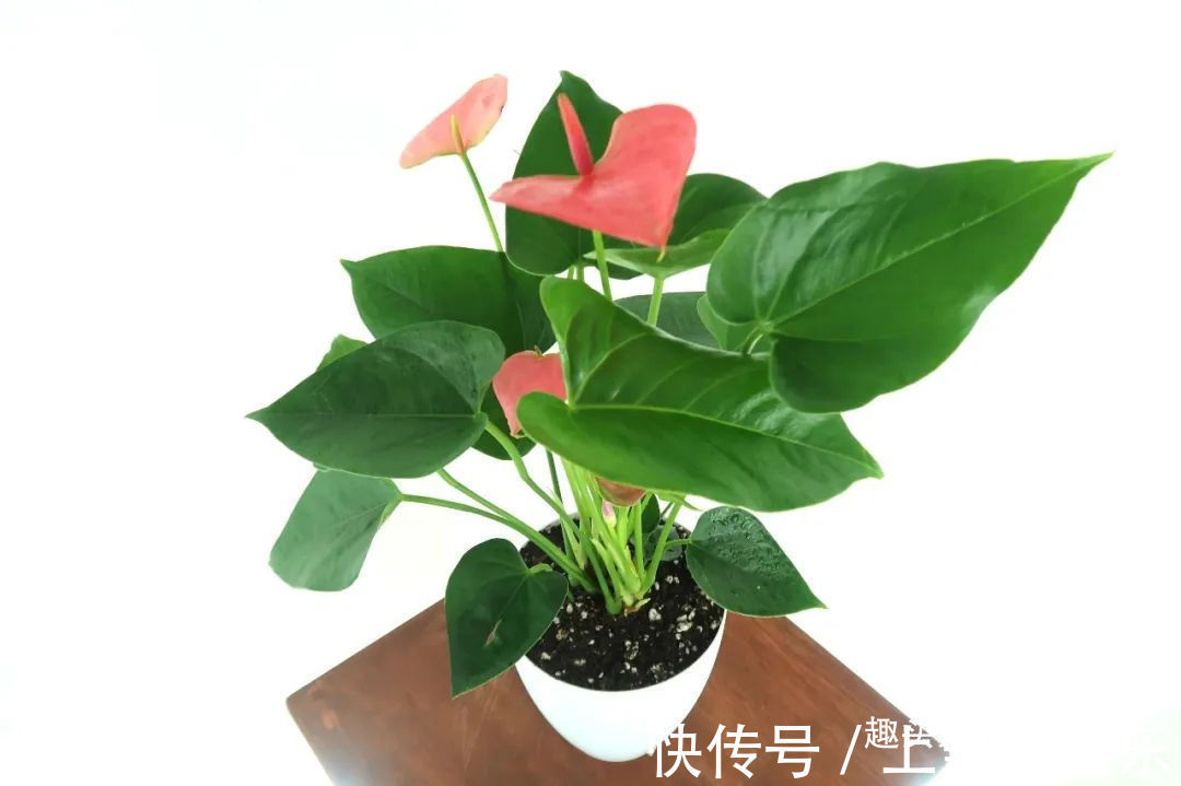 红掌养了大半年不见长，还有黄叶病叶，处理都简单，想开花就难了