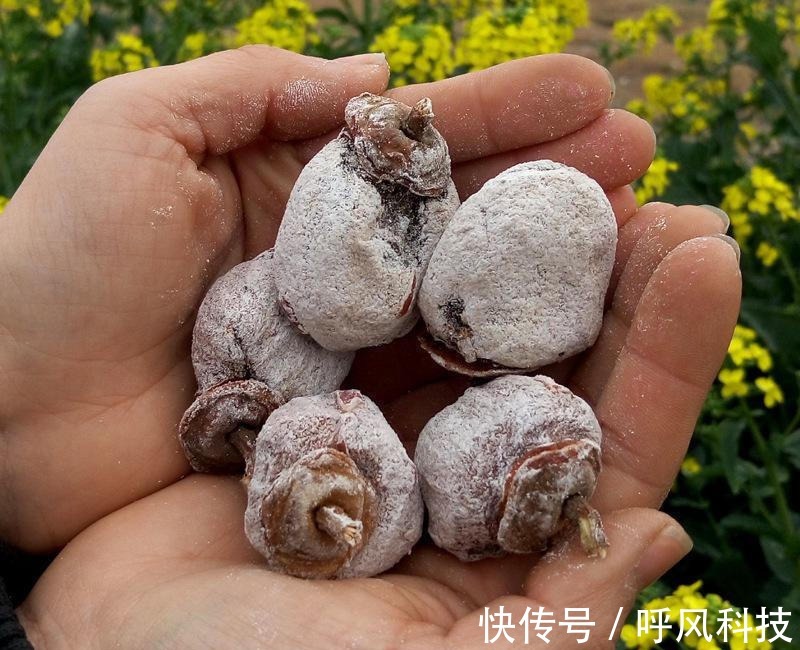 雌性激素|“纯天然的黄体酮”,女人吃了终身受益,滋阴补血延缓衰老,贼好