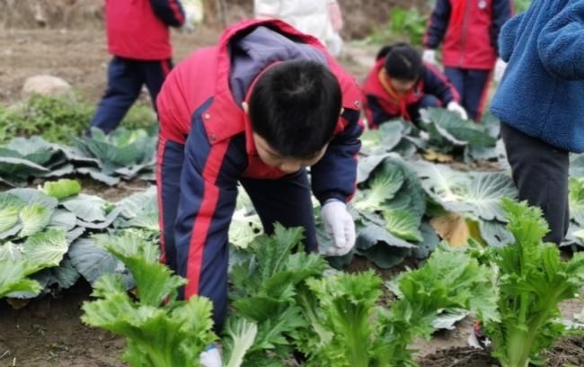 冬至的平阳鹤溪小学 在菜园子里上大自然的课