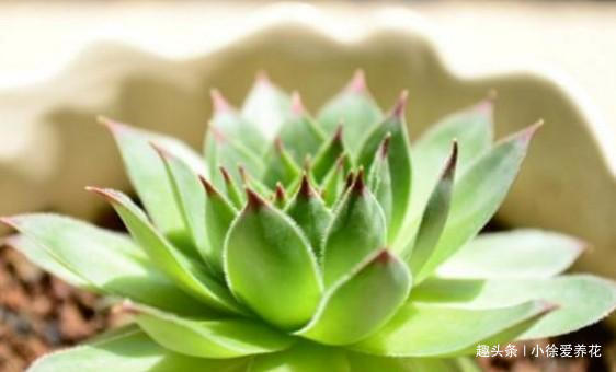 不到一年从1盆变成12盆的多肉植物——观音莲到底该怎么养
