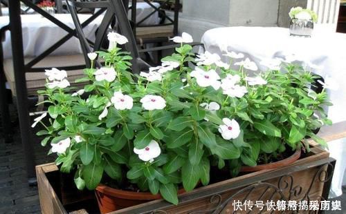 最厉害的养花营养液给花喝勺糖水,叶子绿的流油,比花肥厉害