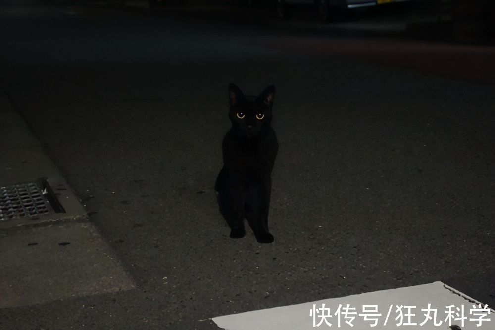 长颈狗|全球的猫都想屏蔽这个日本人,他到底做了多少沙雕手办?