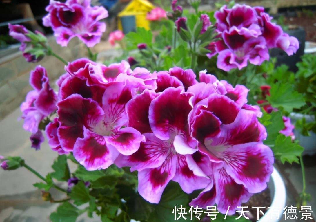 浇水|新买花卉有“5大忌”,买到以后别盲目,掌握技巧才能把它养好