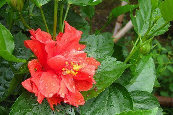 养花试试此4种花，家里养一盆，漂亮干净，简单打理就爆盆