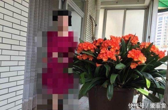 花盆|她用这三招，君子兰年年开花，花盆已经养不下只能用大水缸养！