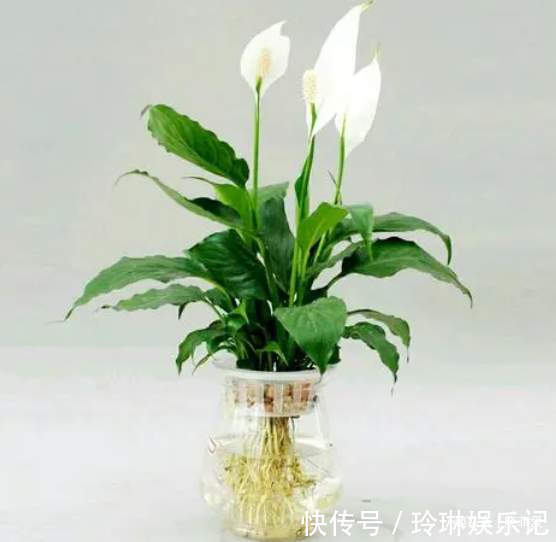 4种好运花,“养人”又吉祥,放在家里显“高级”,建议养一盆