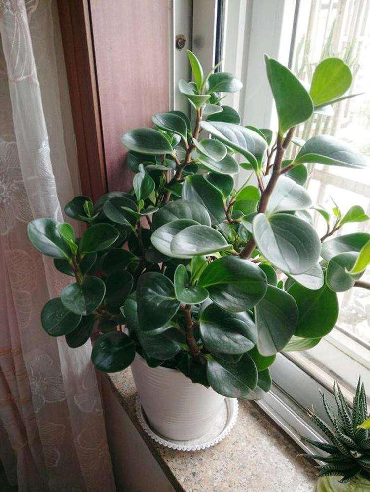 花盆|这3种植物,只要养过花的人都种过,你知道它们的生长特点吗?