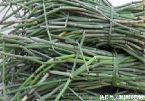 人体|农村不起眼的杂草,却是珍贵的药材,对人体的帮助极大