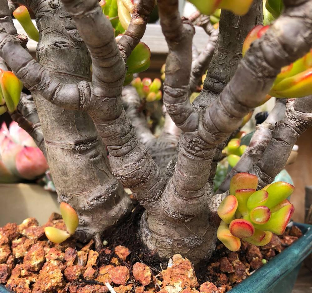 10大吉祥花,客厅有空地一定要养一盆,高档又好养,旺财又旺家