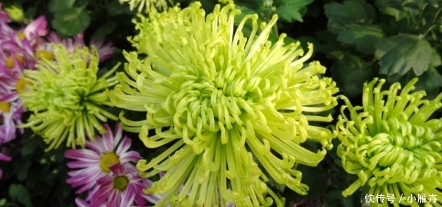 菊花|喜欢菊花,不如养盆优良名菊,“绿安娜”,似绿水秋波,优雅美丽