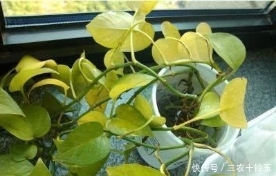 绿萝隔三差五的长出黄叶来, 赶紧这么处理