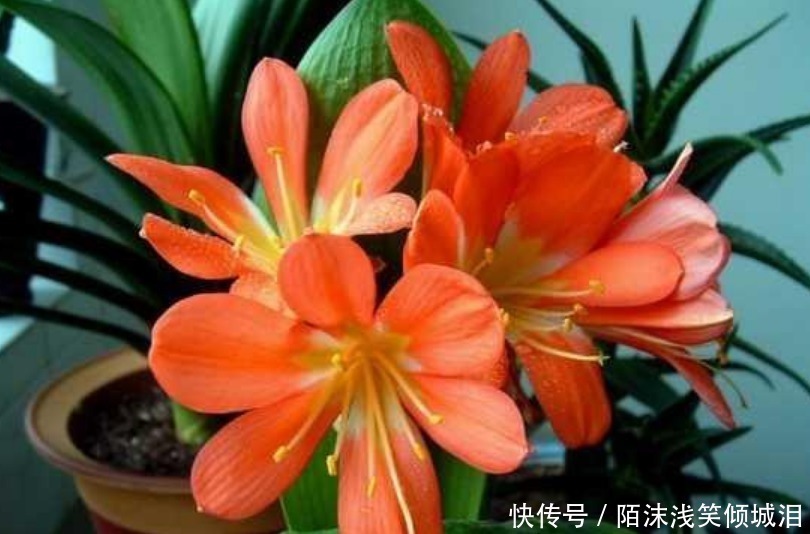 茶花|“4种花”是养花首选,漂亮又好养,花朵硕大,花期长!