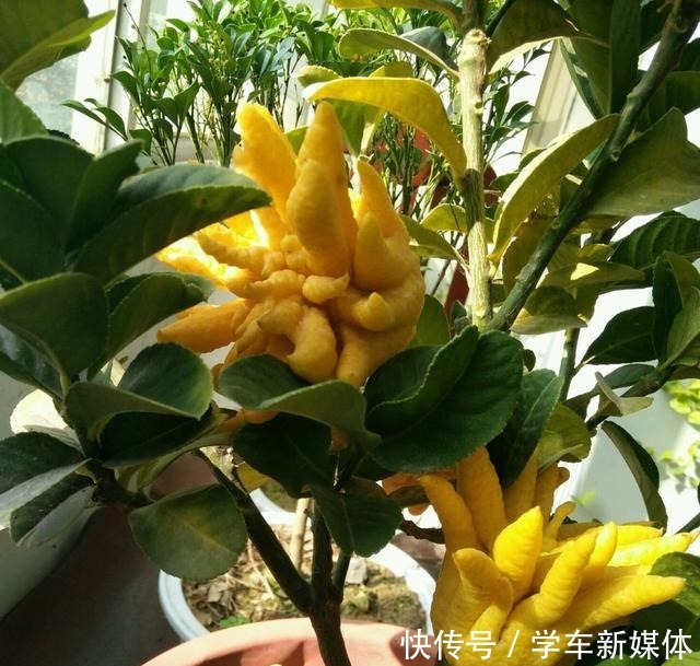 家里摆上10种花,越来越兴旺、发达,听名字就是“吉祥”花!