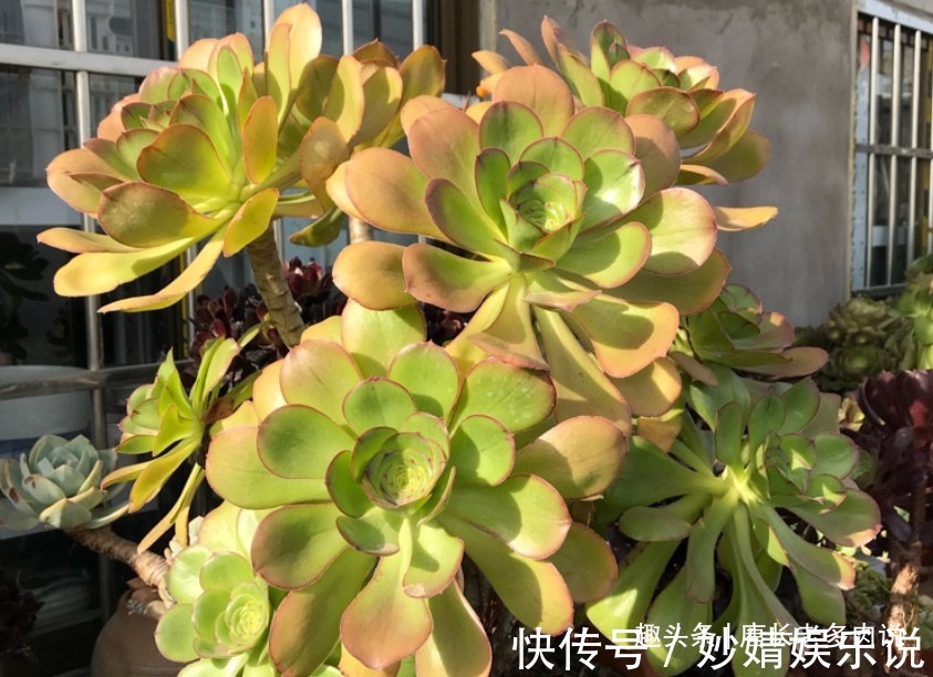 能长2米以上的多肉见过没有?那就是法师中的巨无霸——艳姿法师