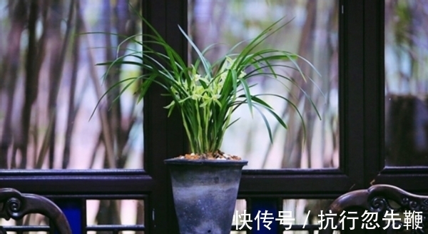 4个养花好介质,便宜又实用,盆栽什么植物都能用