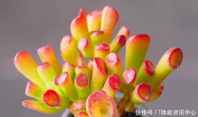 不按套路生长的多肉,最后一个竟撞脸弹簧_星图看多肉!