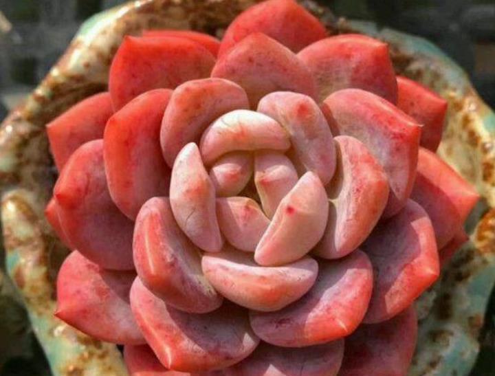 橙梦露|贵州大妈家不足一平方的窗台，摆了几十盆多肉，颜色美爆盆快